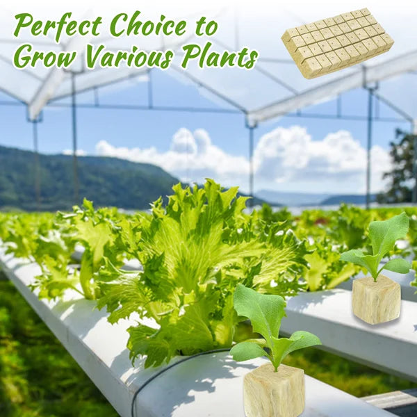 📢📢50% OFF !! ⏰Soilless Cultivation Seedlings