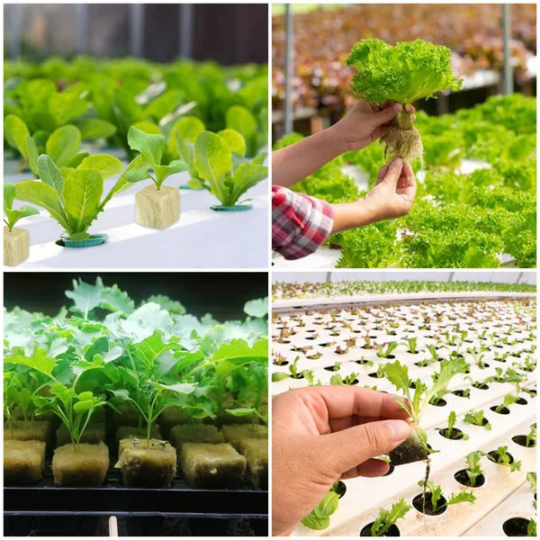 📢📢50% OFF !! ⏰Soilless Cultivation Seedlings