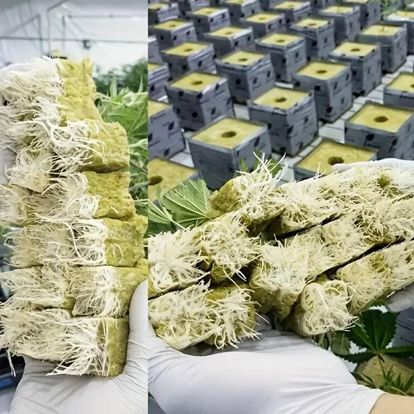 📢📢50% OFF !! ⏰Soilless Cultivation Seedlings