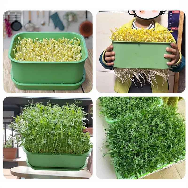 📢📢50% OFF !! ⏰Stackable Bean Sprout Grower Box